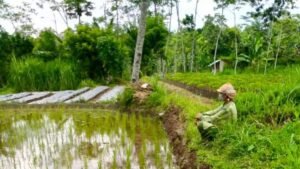 Terjadi Pemalsuan Data Pemohon Redistribusi Tanah Eks-Perkebunan Karangnongko, Ini Akibatnya