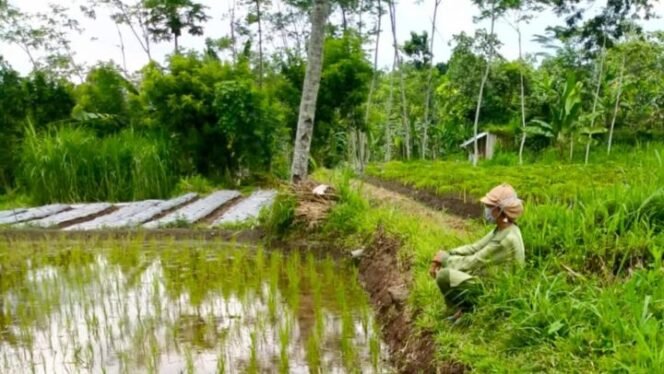 
					Salah saru sisi tanah eks-Peekebunan Karangnongko, Kecamatan Nglegok, Kabupaten Blitar, Jawa Timur yang jadi rebutan, sebagian dijadikan sawah pertanian. (Foto: dokumentasi warga)