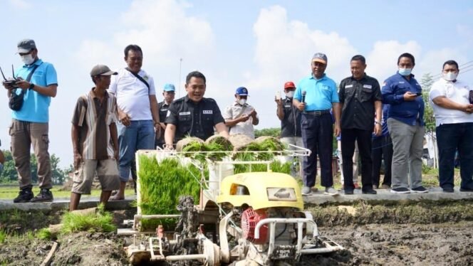 
					Ketua Kontak Tani Nelayan Andalan (KTNA) Jawa Timur yang juga Wakil Bupati Jombang, Sumrambah saat melakukan tanam perdana menggunakan transplanter di Desa Pacar Peluk, Sabtu (15/01/2022). (Foto: Istimewa)
