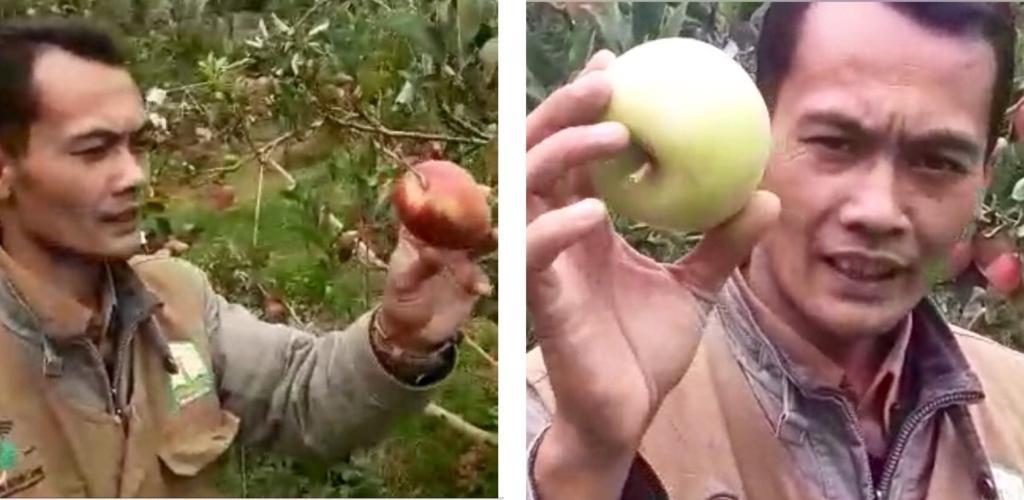 Kepala Balai Penyuluhan Pertanian (BPP) Kecamatan Linge, Aliman Ependi sedang menunjukkan hasil panen perdana buah apel di Desa Despot Linge. (Foto: Istimewa)