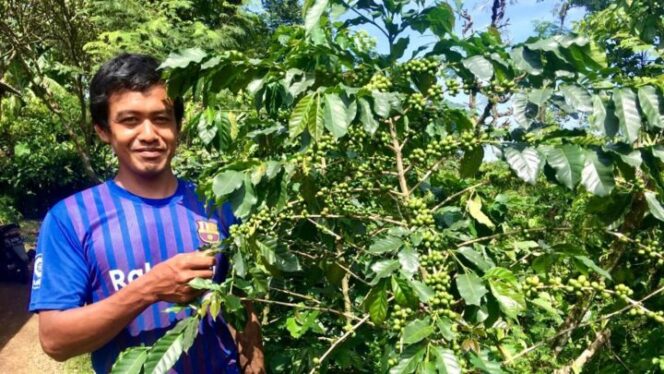 
					Eric Sugianto berdiri di samping tanaman kopi Arabika Ateng Super. Daun dan buahnya lebih kecil. (Foto: SWARAJOMBANG.com/ Hadi S Purwanto)