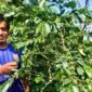 Eric Sugianto berdiri di samping tanaman kopi Arabika Ateng Super. Daun dan buahnya lebih kecil. (Foto: SWARAJOMBANG.com/ Hadi S Purwanto)