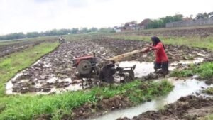 Persoalan pupuk terus menjadi persoalan petani sepanjang tahun, seperti lingkaran setan. (Foto: SWARAJOMBANG.com/ Hadi S Purwanto)