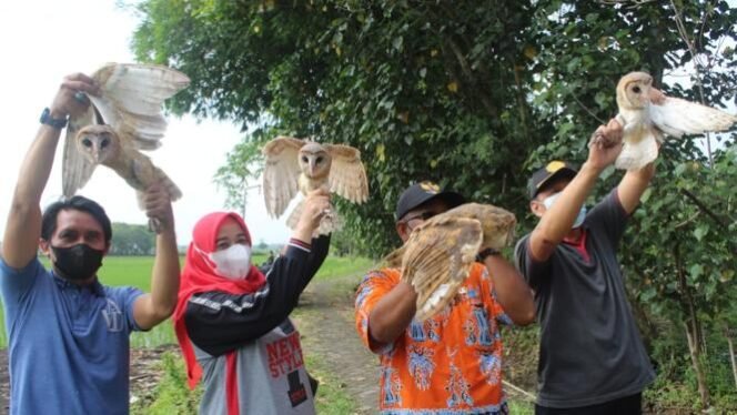 
					Kepala Dinas Pertanian Jombang, Ir Moch Rony MM (kanan, baju hitam) saat melepaskan burung hantu di persawahan Desa Jombatan, Kecamatan Kesamben, Jombang (28/1/2022). (Foto: Istimewa)