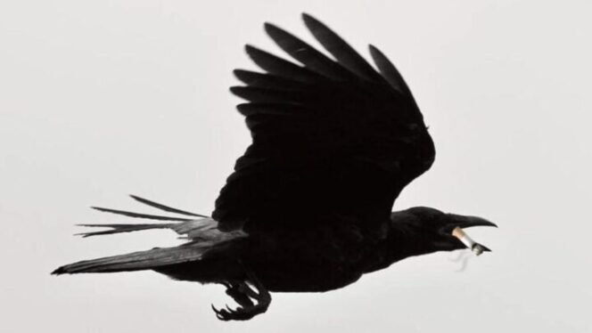 
					Burung gagak di Swedia dilatih memungut puntung rokok yang dibuang sembarangan oleh para perokok. (Ilustrasi/ist)