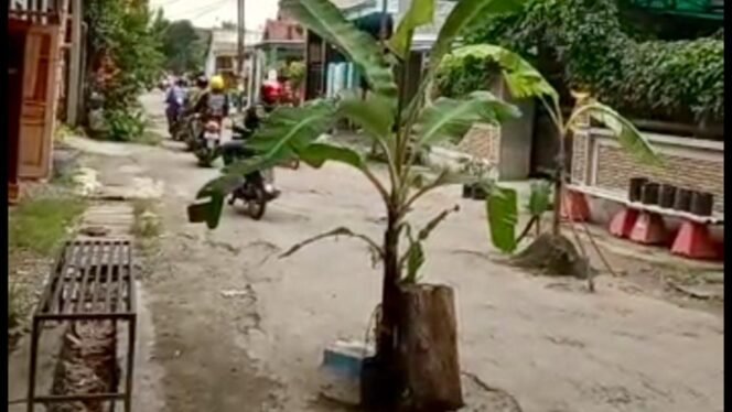 
					Salah-satu ruas jalan di Tambakrejo, Kecamatan Jombang yang ditanami pisang oleh warga. (Foto: Istimewa)