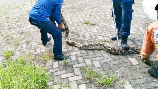
					Petugas Damkar Gresik saat mengamankan ular Sanca sepanjang 3,5 meter di areal pertokoan. (Foto: Istimewa)