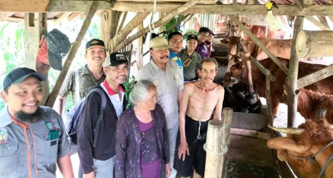 
					Vaksinasi penyakit mulut dan kuku (PMK) di Kabupaten Jombang, Jawa Timur, melebihi target. Dari 12.000 yang direncanakan, terlaksana 12.051 ekor. (Foto: Dok. Dinas Peternakan Jombang)