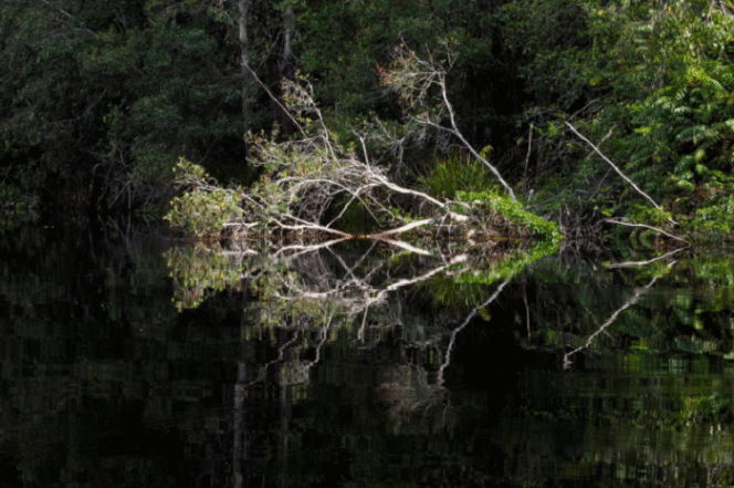
					Beginilah suasana di dalam hutan lindung Taman Nasional Sebangau, disitu ada telaga yang airnya sejenih cermin. Foto: Gandhi Wasono M