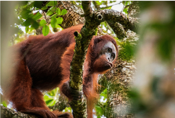 
					Primata orang utan merupakan penghuni tetap asli hutan rimba Taman Nasional Sebangau, saat in hidup sebanyak 8.700 individu. Foto: Gandhi Wasono M