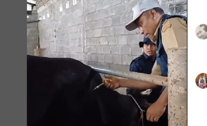 
					Peternak di Malang melakukan vaksinasi sapi, agar tidak terkena penyakit PMK (Penyakit Mulut dan Kuku) yang biasa menyerang hewan sapi. instagram@diknakkeswan.kabmalang