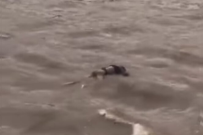 
					Jasad Pria Gundul Ditemukan Mengapung di Rolak 9 Mojokerto