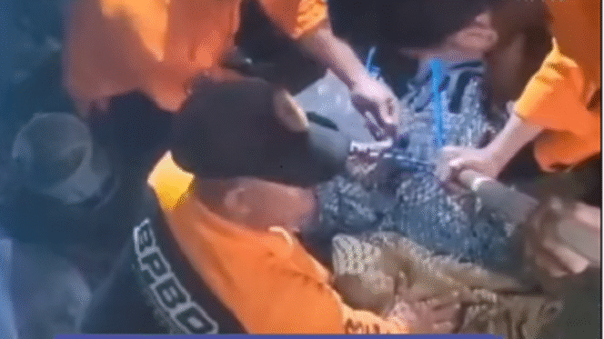 
					Petugas BPBD Surabaya melakukan evakuasi seekor buata bernama Lusi, 3 meter, yang lepas kandang dan saat ini dipindahkan ke kantor BBKSDA di Kutisari, Surabaya. Instagram@bpbdsurabaya