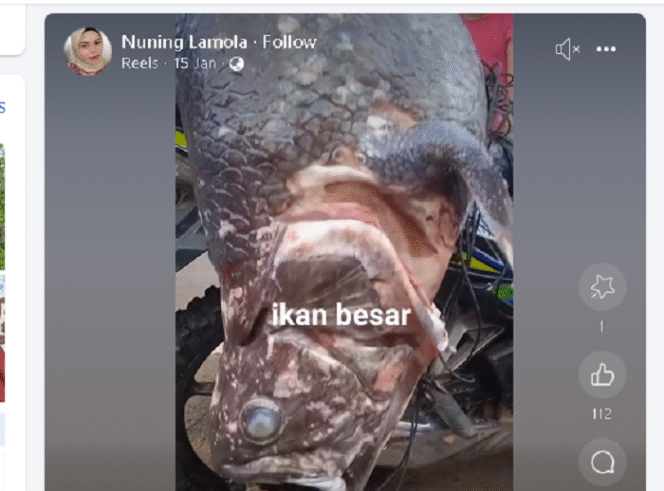 
					Nelayan lokal, Gorontalo Utara, Oskar Kaluku menemukan seekor ikan purba Coelacanth di perairan Desa Imana, Kecamatan Atinggola, Kabupaten Gorontalo Utara pada 16 Januari 2025. akun facebook@nuning lamola 