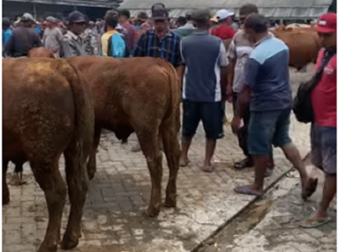 
					Suasana pasar hewan besar di Mojoagung, kabupaten Jombang yang terkena pemberlakukan lcokdown (penutupan sementara. Tangkap layar video youtube@batuakikunik
