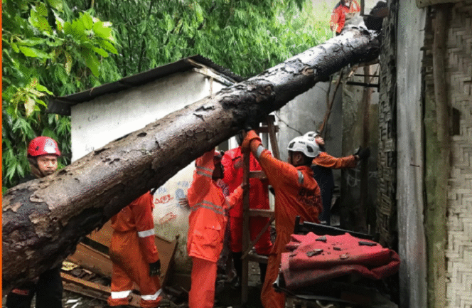 
					Hujan deras disertai angin keras menyebabkan sebatangf pohon tumbang menimpa dua rumah di desa Kademangan, Mojoagung, Jombang, Jumat 17 Januari 2025. Foto: jombangkab.go.id