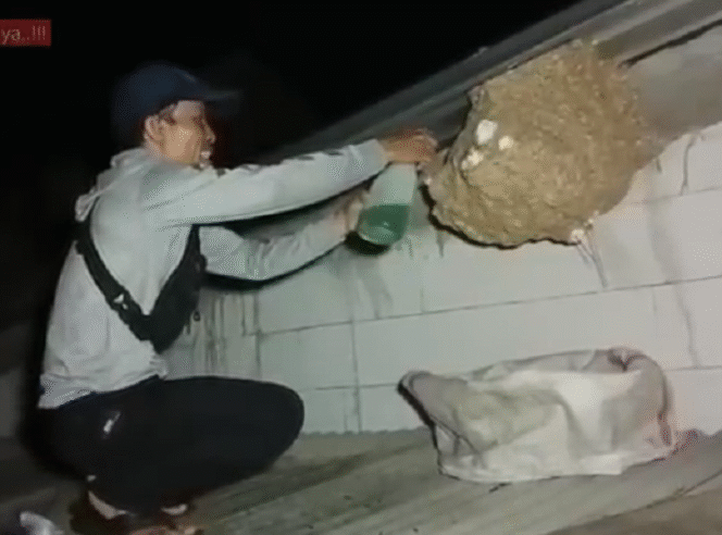 
					Seorang youtuber@jaytawonpetualang mendemonstrasikan cara membasmi tawon vespa yang berada di dalam sarang. Pertama, tutup semua lubang pada dinding sarang menggunakan kapas. Kedua, semprot kapas penutup menggunakan bahan bakar pertamax, hinga semua tawon mabuk atau mati. Tangkap layar video youtube@jaytawonpetualang