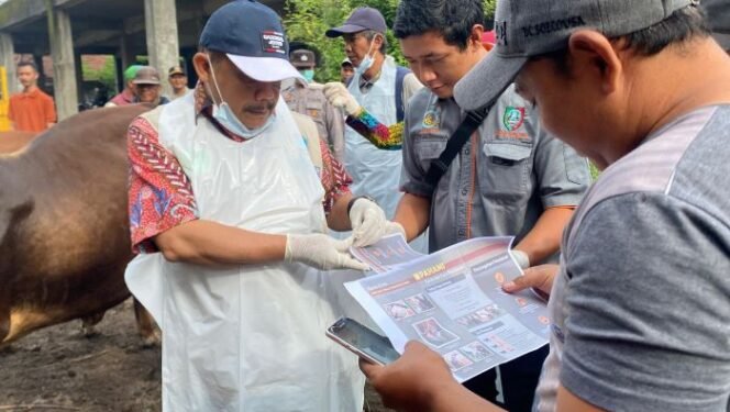 
					Plt. Kepala Dinas Peternakan Kabupaten Jombang, Mohammad Shaleh (tengah) tengah mengecek data sapi yang terserah wabah Penyakit Mulut dan Kuku (PMK) di salah satu peternak. (Foto: SWARAJOMBANG.COM/ Hadi S Purwanto)