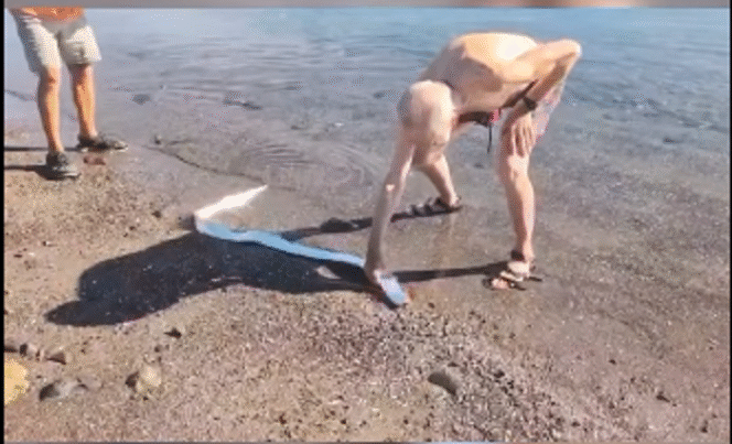 
					Oarfih --warga setempat menjuluki sebagai ikan kiamat-- ikan langka, ini tiba-tiba muncul terlihat berenang di perairan dangkal di Playa El Quemado di Baja California Sur, Meksiko,  9 Februari 2025. Tangkap layar video Instagram@unexplnd