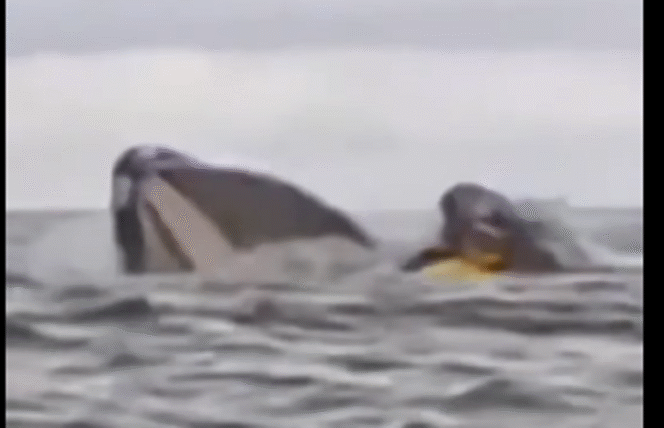 
					Seorang pemuda bernama Andrea Simancas ditelah paus bungkuk. Kejadian ini direkam oleh ayahnya Dell Simancas yang saat itu sedang berkano bersama Andrea di pantai Bahía El Águila, dekat Punta Arenas, Chili. Tangkap Layar Video Instagram@lambekawanua_news