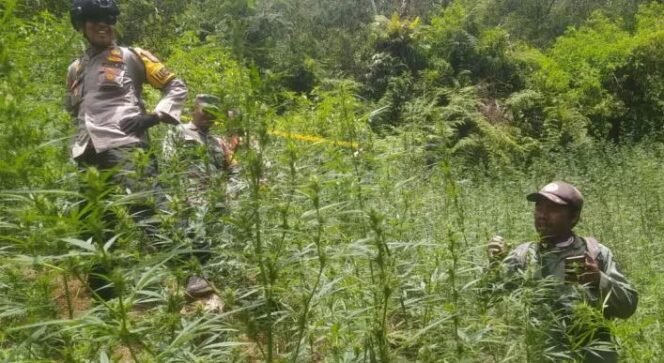 
					Ladang ganja di Bromo (Ist)