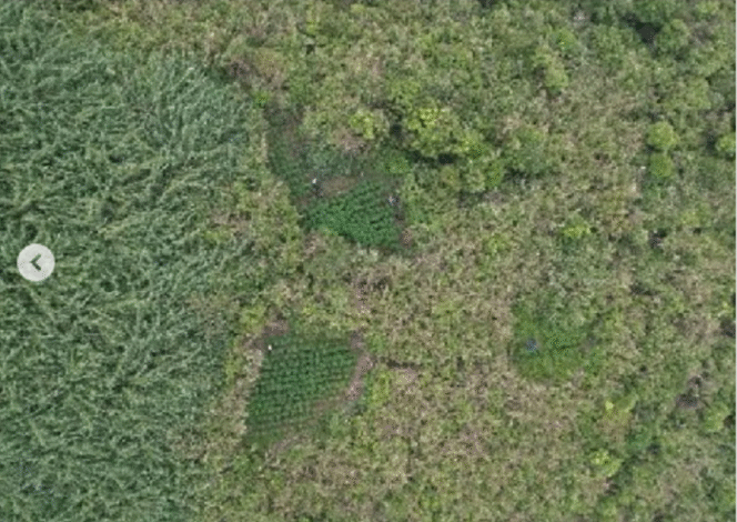 
					Sebuah video viral menunjukkan pemandangan di kawasan Bromo, akibat video tersebut, terungkap bahwa ada 59 titik penanaman ganja dengan luas total tak lebih dari 1 hektare. Setiap titik penanaman itu berbeda-beda luasannya. Instagram@vacio.id