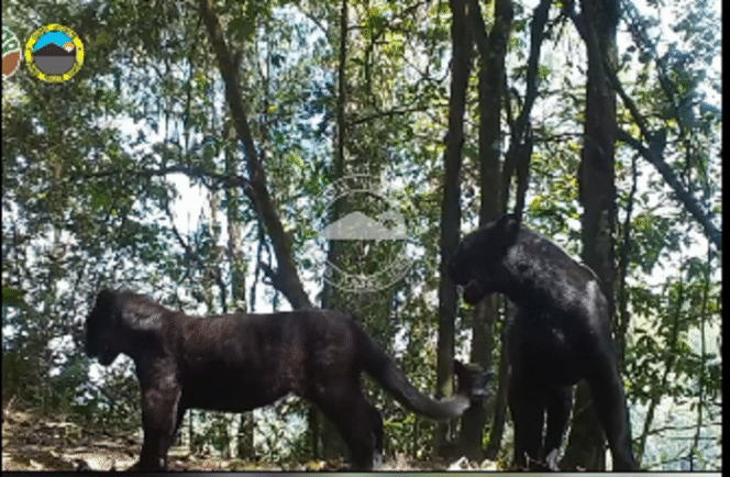 
					Inilah hasil tangkapan video menggunakan camera trap yang dipasang di kawasan Taman Nasional Tengger Bromo Semeru, dua ekor macan tutul berubah warna kulit menjadi kehitaman, akibat perubahan genetika. Instagram@bbtnbromotenggersemeru