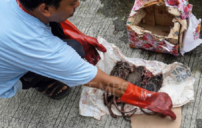 
					Tampak bangkai tikus yang dikirimkan oleh orang misterius kepada kantor Tempo/Bocor Alus merupakan kiriman kedua setelah potongan kepala babi ke alamat yang sama.  Foto:. Tempo.co