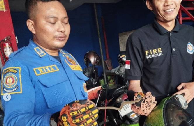 
					Petugas Damkar kabupaten Jombang akhirnya berhasil menangkap seekor ular yang melilit masuk ke dalam sebuah sepeda motor milik warga Mojoagung. Instagram@damkar_kabupaten_jombang