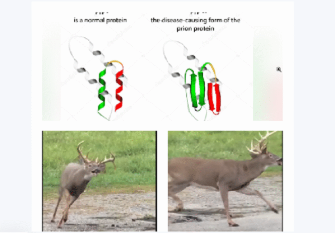 
					(Atas) Bentuk saraf normal, dan bentuk saraf yang berubah akibat terinfeksi prion. (Bawah) Seekor rusa yang terinfeksi prion, masih terus bergerak berputar-putar sampai akhirnya mati. Instagram@wearenesia
