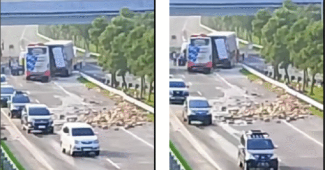 
					Terjadi kecelakaan antara bus AKAS dengan nopol N 7075 UR dan truk wingbox bermuatan minuman kemasan nopol B 9055 UEV terjadi pada Senin, 14 April 2025, pukul 06.15 WIB terjadi di KM 796.200 Tol Gempol-Pasuruan arah Probolinggo. Tangkap layar video Instagram@kabarpasuruan.kapas