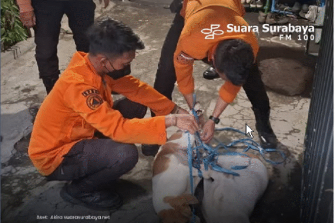 
					Petugas BPBD bekerja sama dengan Dinas Ketahanan Pangan dan Pertanian (DKPP) Kota Surabaya, mengevakuasi sembilan ekor anjing dengan cara dibius. Anjing tersebut piaraan Yohanes de Fretes yang meninggal dunia di rumahnya Rungkut Harapan, Jumat 11 April 2025,  dengan luka-luka mengenaskan. Instagram@suarasurabayamedia