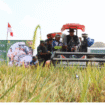 Jombang termasuk wilayah lumbung padi nasional, kasus-kasis penggangu pertanian wajib mendapat perhatian serius. Saat ini telah muncul keluhan petani Plandaan, ditemukan bakteri kersek yang sudah mulai menyerang tanaman padi. Foto: swarajombang.com/ dok