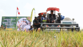 Jombang termasuk wilayah lumbung padi nasional, kasus-kasis penggangu pertanian wajib mendapat perhatian serius. Saat ini telah muncul keluhan petani Plandaan, ditemukan bakteri kersek yang sudah mulai menyerang tanaman padi. Foto: swarajombang.com/ dok