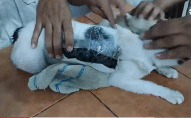 
					Inilah si Narcomichi, seekor kucing dijadikan alat untuk menyelundupkan narkoba ke dalam penjara Pocici, negara Kosta Rika. Tangkap layar video Youtube@ El Mundo