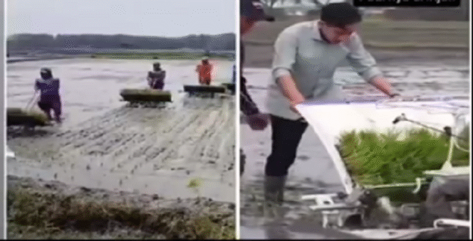 
					Video Wapres Gigran mencoba mesin tanam padi baru Rice Transplanter di Ngawi. Dalam video itu Gibran menjalankan mesin dengan berjalan maju,  bukan mundur seperti video pembandingnya. Karena berjalan maju, tanaman bibit padinya terinjak. Tangkap layar video X@kangmanto123