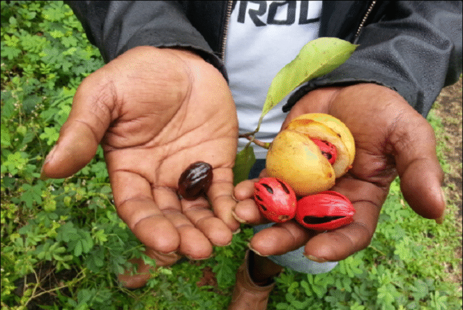 
					Biji pala kering berwana coklat tua kehitam-hitaman, bandingkan dengan biji pala dengan buah pala disampingya. Pala meru[pakan komoditi sejak zaman dulu kala. Oleh nenek moyang kita dijadikan ramuan obat herbal dan bumbu masak. Foto: isroi.com