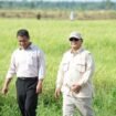 Menteri Pertanian (Mentan) Amran Sulaiman bersama Presiden Prabowo Subianto pada kunjungan kerja meninjau persawahan. Lahan PLP2B snagat startegis untuk tetap mampu mempertahankan swasembada pangan, khususnya padi. Foto: Ist
