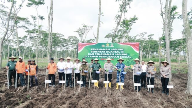 
					saat prosesi penanaman jagung serentak secara simbolis