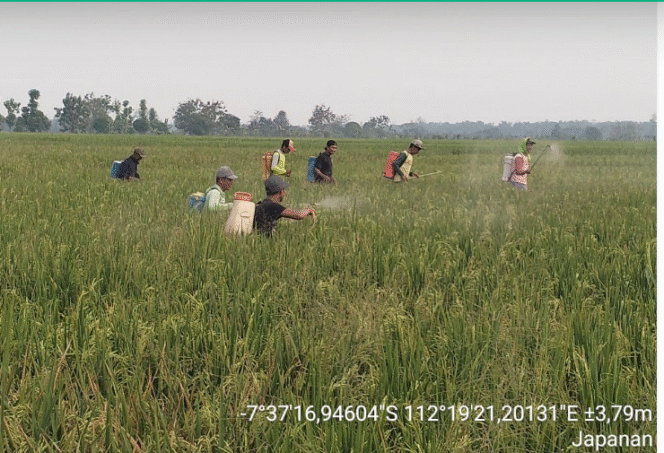 
					PPL dan petani melakukan penyemprotan menggunakan bakterisida untuk melawan serangan Organisme Pengganggu Tanaman (OPT) Xanthomonas campestris pada pertanaman padi varietas Inpari 32, Dinas Pertanian Kabupaten Jombang bersama petani melaksanakan Gerakan Pengendalian (Gerdal) pada Rabu, 3 Juli 2025. Foto: jombangkab.go.id