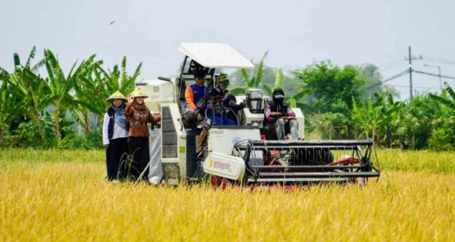 
					Wali Kota Mojokerto Ika Puspitasari, bersama para petani melaksanakan Panen Raya Padi di Kelurahan Gunung Gedangan, Kecamatan Magersari. (Dok.Humas)