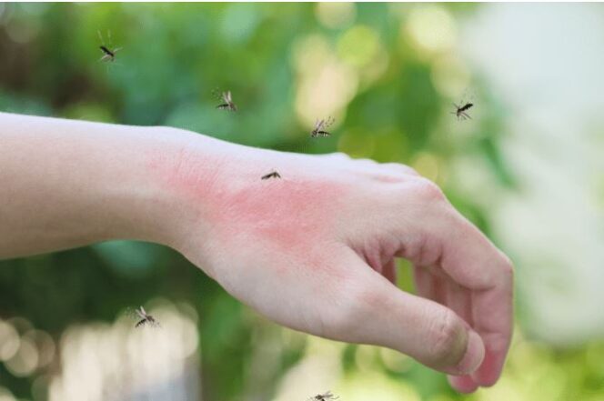 
					Nyamuk suka peminum alkohol