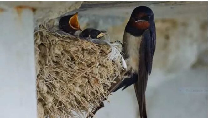 
					Sarang walet perlu hilirisasi