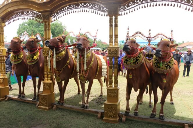 
					Kontes Sapi Sonok, Tradisi Pemuliaan Sapi yang Diakui sebagai Warisan Budaya