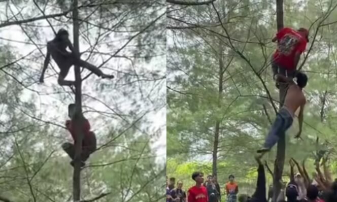 
					Viral! Aksi Nekat Pria Mabuk di Puncak Pohon Kebumen, Endingnya Netizen Wk Wk Wk