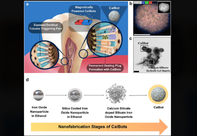 
					Ilmuwan India tengah mengembangkan nanorobot diberi nama CalBots, yang mampu memperbaiki tanpa campur tangan manusia. Foto: medicalxpress.com