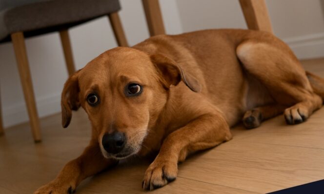 
					Cara Menghilangkan Kegelisahan dengan, Berkaca pada  “Anjing Gelisah”