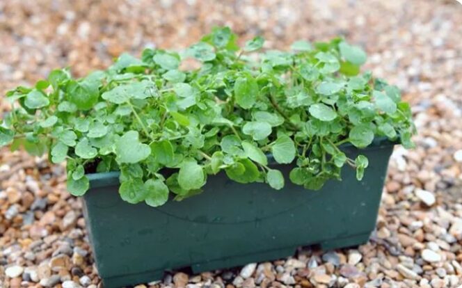 
					Selada air kalahkan bayam dan kangkung