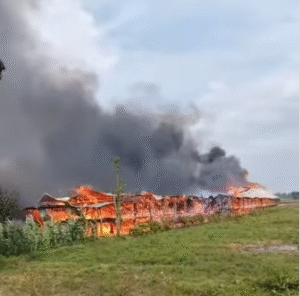 Kandang ayam Dusun Sekaru, Desa Kauman, Kecamatan Kabuh, Jombang, ludes habis terbakar. Akan ettapi tak seekor pun ayam yang mati, karena memang belun terisi ayam. Ini kandang baru masih belum dipakai. Terjadi hari Rabu, 26 November 2025, pukul 14.05 WIB dan api muncul tiba-tiba dari salah satu bagian kandang yang dialiri listrik. Foto: Instagram@info_seputar_jombang