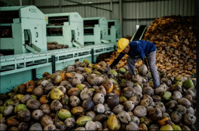 
					Dua perusahaan asal China menggelontorkan investasi Rp 1,65 triliun untuk mengolah buah kelapa, sebagai bagian program hilisasi buah kelapa di Indonesia yang selama ini diekspor secara gelondongan. Pabrik ini mempunyai peluang menyerap 10.000 tenaga kerja di Indonesia. Foto: JLH Group